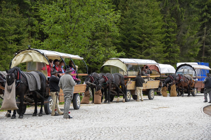 Badania koni w Tatrach. Po pierwszej turze wyniki dobre. Zwierzęta są zdrowe. Kolejna tura na początku lipca