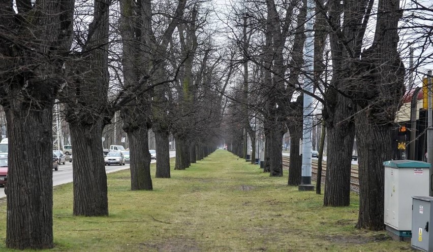 RDOŚ: wycinka lip w Gdańsku bez zezwolenia