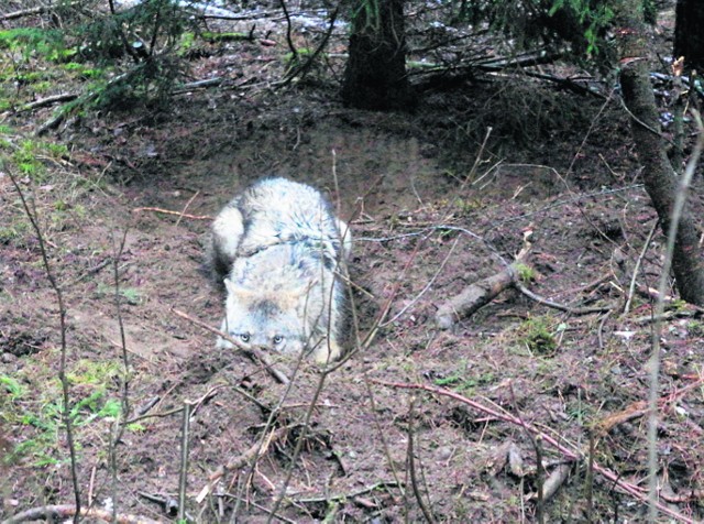 Tego wilka z kłusowniczych wnyków uwolnili dobrzy ludzie, ale po kilku miesiącach zwierzę zginęło pod kołami samochodu na drodze nr 91 koło Wagańca