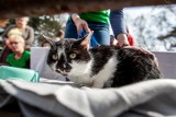 Koty na wypadzie w Brzeźnie w poszukiwaniu właścicieli. Piąta edycja akcji gdańskiego Schroniska „Promyk”