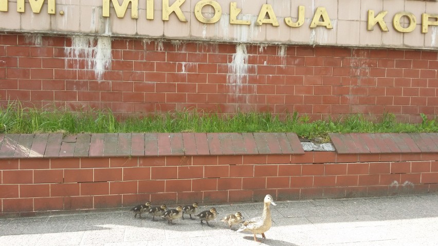 Kacza rodzina błąkała się po centrum Gdańska...