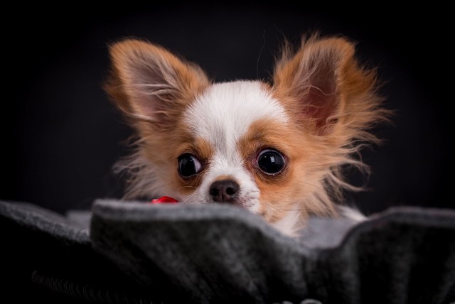 Te piękne zdjęcia uroczych psów to prace Łukasza Grudnia z Jaworzna. Psia fotografia to jego pasja i praca. Zobacz kolejne zdjęcia. Przesuń zdjęcia w prawo - wciśnij strzałkę lub przycisk NASTĘPNE