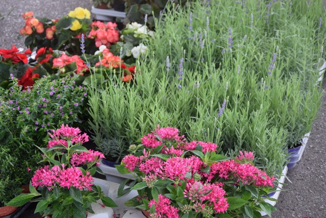 Popularne PTHW, czyli Podkarpackie Centrum Hurtowe Agrohurt Rzeszowie, oferuje kwiaty, zioła i krzewy, które można posadzić w ogródkach, balkonowych skrzynkach i doniczkach. Ceny zaczynają się już od kilku złotych. 