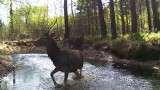 Wiosną przyroda budzi się do życia. Zobaczcie zabawę grupki młodych jeleni uchwyconą przez Leśnego Kawalera! Ale szaleją... WIDEO