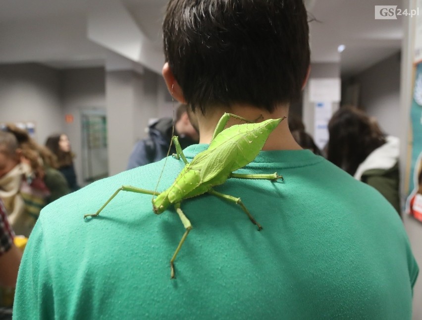 Noc Biologów w Szczecinie. Można zobaczyć pajęczaki, węże i owady [WIDEO]