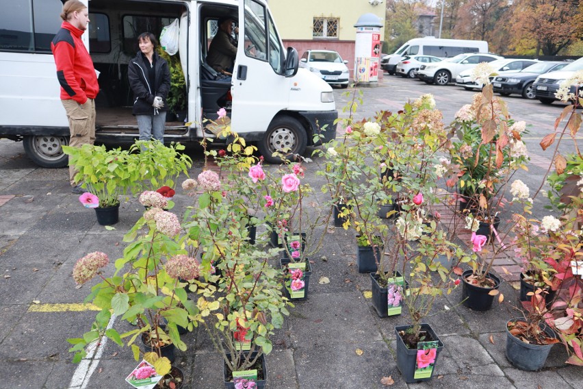 Łódź: Gratka dla miłośników ogrodów. Sprzedawcy oferują ciekawe rośliny w dobrych cenach 