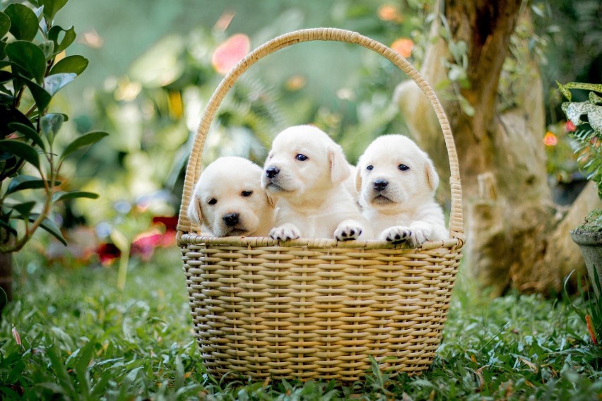 Labradory to jedna z najbardziej rodzinnych psich ras. Psy...