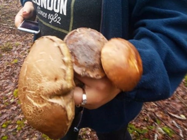 Piękne kozaki znalazła w tym tygodniu nasza Czytelniczka – pani Agnieszka. Rosły w brzozowym lasku w Jordanowie. To pierwsze grzyby w tym roku. Zapytaliśmy Danutę Maciejewską z Nadleśnictwa Świebodzin, kiedy możemy liczyć na pierwszy wysyp grzybów w lubuskich lasach. – Zazwyczaj, jako pierwsze pojawiają się w czerwcu prawdziwki – powiedziała nam. – W tym roku nie mieliśmy jeszcze sygnałów, że w naszych lasach są już grzyby. Utarło się, że na grzybobranie najlepszym miesiącem jest wrzesień. Faktem jest, że przy sprzyjającej aurze można wtedy znaleźć najwięcej prawdziwków i podgrzybków, jednak grzyby jadalne można w naszym kraju zbierać od kwietnia do późnej jesieni. Już w kwietniu można spotkać gąski wiosenne i smardze. W połowie czerwca zazwyczaj pojawiają  się prawdziwki, podgrzybki, kurki, maślaki czy kozaki. Można je spotkać też w lipcu czy sierpniu. Na najobfitsze zbiory można liczyć we wrześniu i październiku. Dla wytrawnych grzybiarzy sezon kończy się jednak o wiele później. W listopadzie zbierają np. opieńki miodowe czy gąski zielone. Trzeba jednak pamiętać, że grzyby lubią wilgoć. Gdy jest zbyt sucho próżno ich szukać. W ubiegłym roku nasi Czytelnicy donosili nam o pierwszych prawdziwkach na początku czerwca. Nie był to jednak dobry sezon, bo wiosna i lato były wyjątkowo suche. Zobacz, jak wygląda najpiękniejszy wiosenny ogród świata: