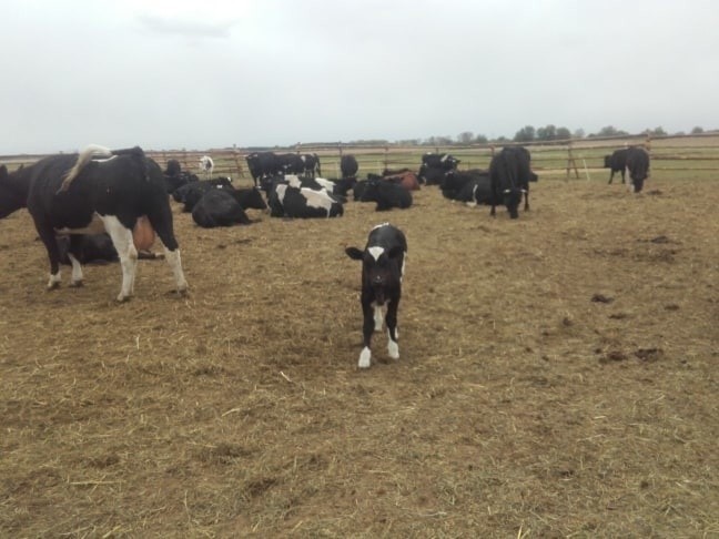 Coraz więcej ludzi chce uratować krowy z gminy Deszczno