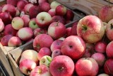 Złodzieje ukradli pięć ton jabłek w gminie Chynów. Pięć osób usyszało zarzuty 