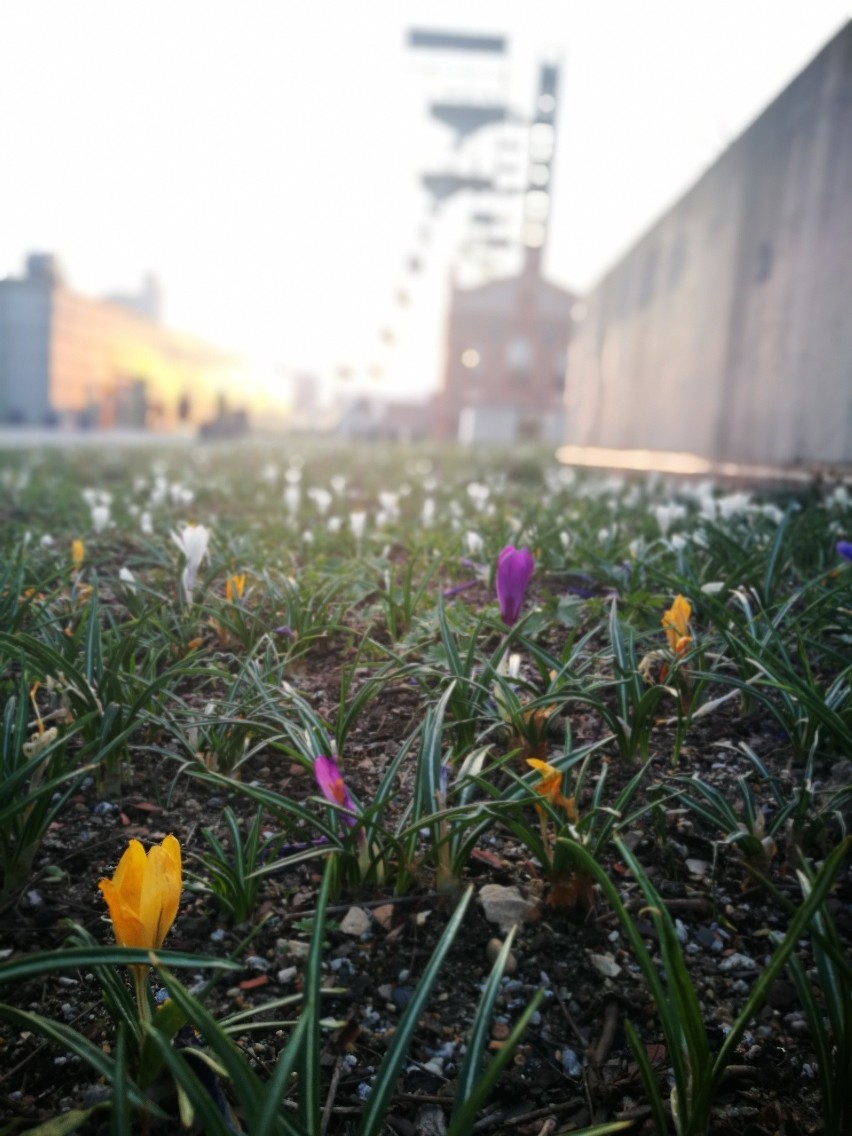 Krokusy i hiacynty przy Muzeum Śląskim. Kwiaty zakwitły w kwietniu 2019. Wiosna w Katowicach jest piękna