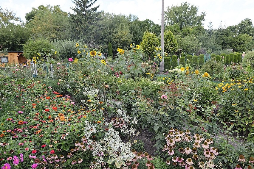Kwiatowy ogród pani Teresy.