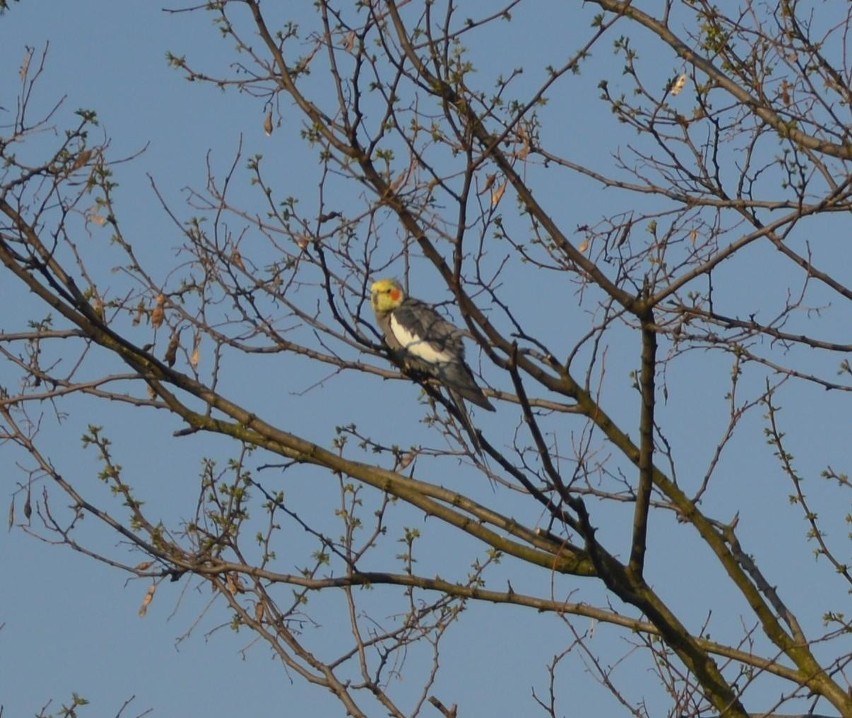 Papuga z antypodów na drzewie pod Proszowicami