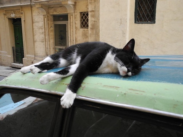 CC BY-SA 2.0Podobnie jak poprzednich lokalizacjach, również na Malcie koty cieszą się dużym szacunkiem mieszkańców i turystów. Te dostojne zwierzęta same sobie na to zapracowały – ich głównym zajęciem jest polowanie na myszy i szczury, za co Maltańczycy są im bardzo wdzięczni.