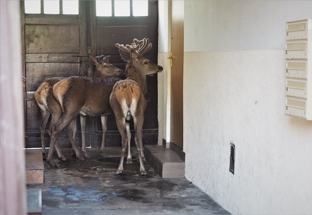 Trzy jelenie byczki zawędrowały na jedno z osiedli w Dąbiu
