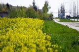 "Więc chodź pomaluj mój świat, na żółto i na niebiesko..." Kwitnący rzepak upiększa krajobraz [ZDJĘCIA]