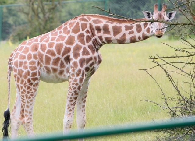 Nowa dyrektor zoo: Powstanie żyrafiarnia, będą też podwyżki płac