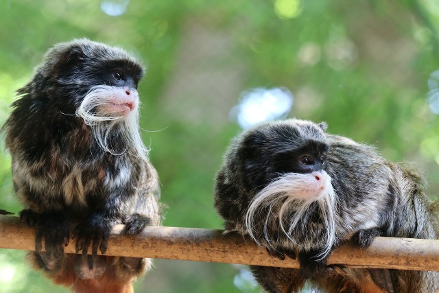 W poniedziałek z ZOO w Dallas uciekły dwie małpy. Policji udało się je jednak odnaleźć w opuszczonym domu.