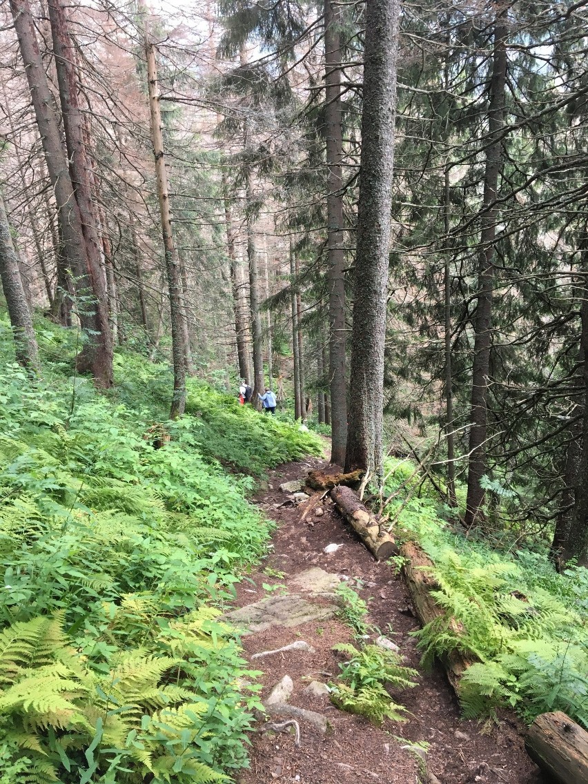 Tatry. Turystów na górskich szlakach jest sporo, ale tłumów (na szczęście) nie spotkamy