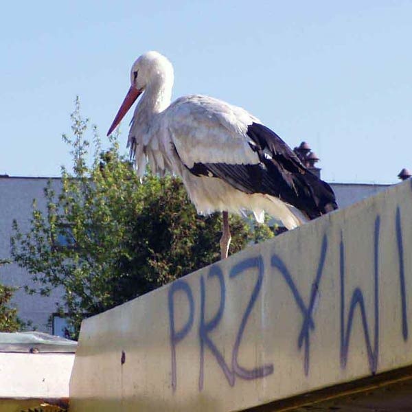 Bociek lubi przesiadywać na przystanku i patrzeć na wszystkich z góry.  