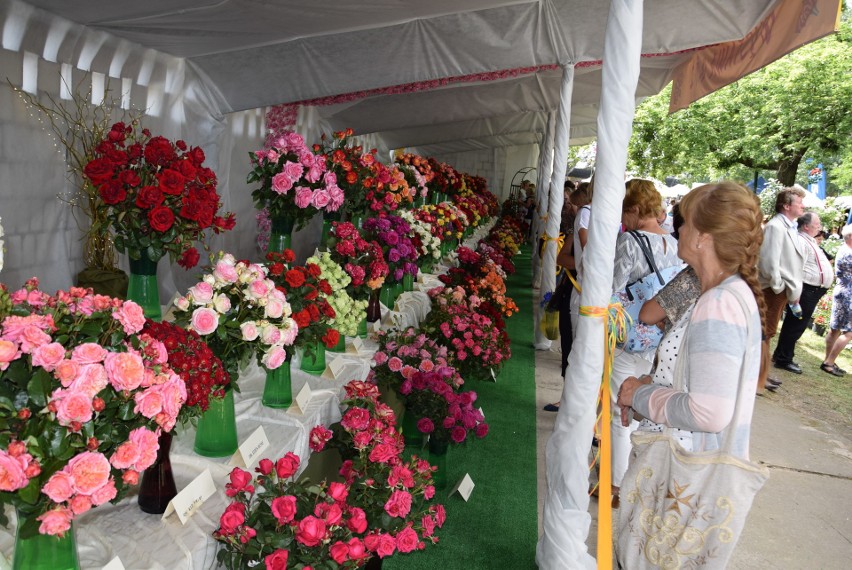 Święto róż w Końskowoli. Ponad 100 rodzajów kwiatów i tłumy plantatorów [ZDJĘCIA]