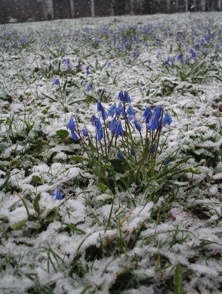 Cebulice i śnieżniki w parku im. Klepacza nie muszą obawiać...