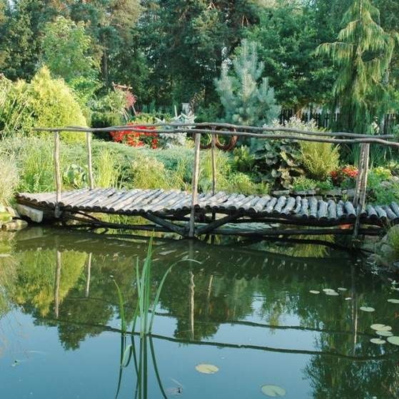 Najbliżej brzegu powinny się znaleźć rośliny bagienne, które rosną nie tyle w wodzie co w wilgotnej ziemi.