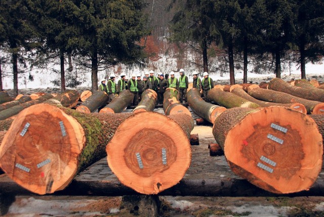 Podkarpaccy leśnicy oferują w tym roku nabywcom ok. tysiąc metrów sześciennych cennego drewna różnych gatunków - m.in. drewno jesionowe z bieszczadzkich drzewostanów.