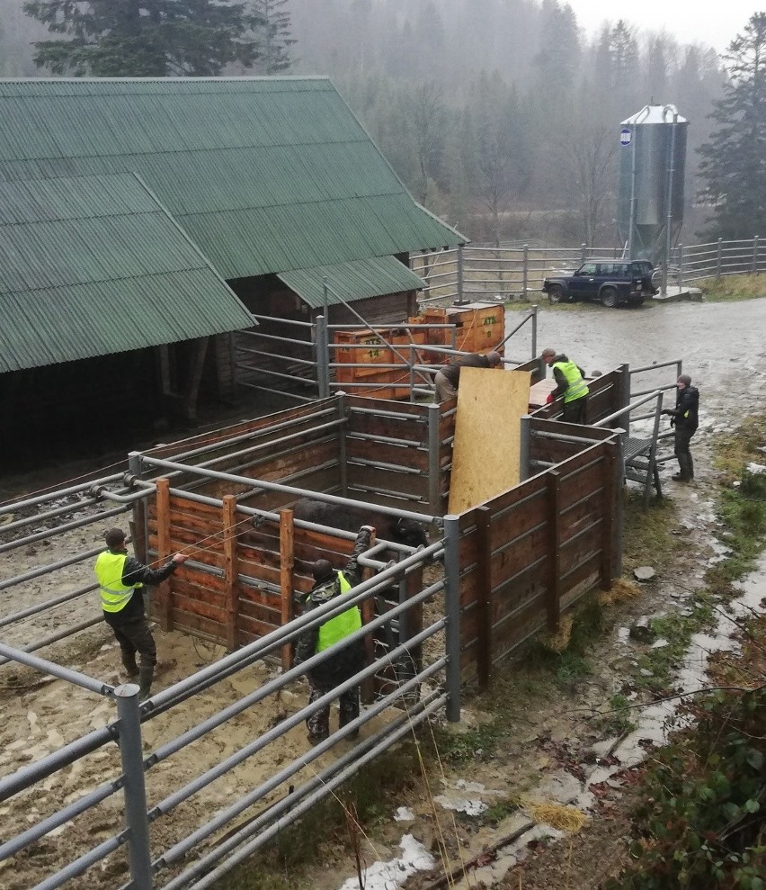 Żubry z Bieszczadów pojechały do Rumunii. Dadzą początek nowemu stadu [ZDJĘCIA]