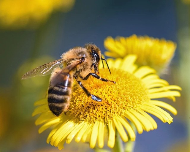 W najbliższą środę odbędzie się akcja „Gorzów dla pszczół - kwiaty dla pasażerów”.