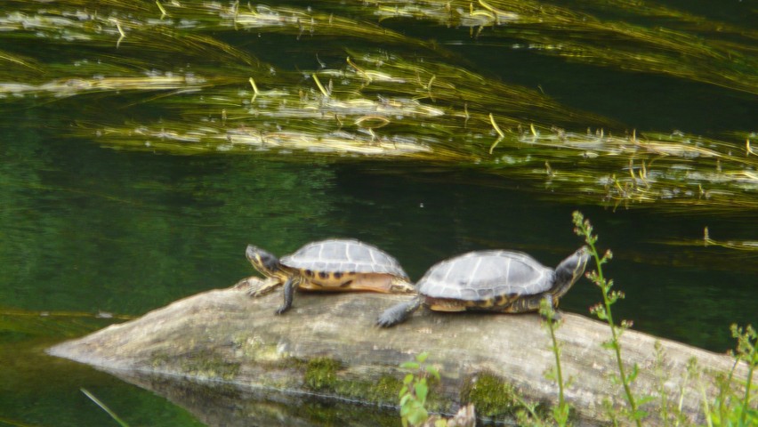 Żółwie znalazły sobie dom na brzegu Brdy przy ulicy...