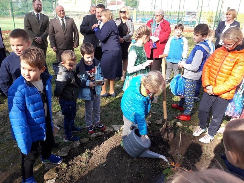 Święto Drzewa w Chrobrzu. Przy zespole szkół posadzono 300 drzew, w tym sadzonkę dębu Bartek [ZDJĘCIA]