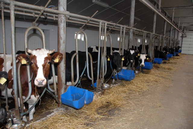 Pojawiają się zapowiedzi, że po zniesieniu kwot mlecznych mogą zostać wprowadzone kontrakty z mleczarniami