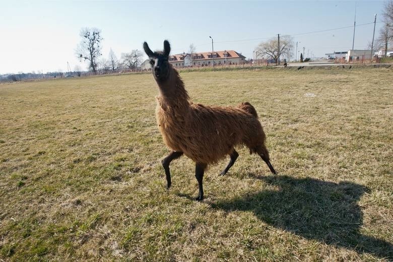 Lama, która uciekła z prywatnej hodowli w Bieruniu, wciąż...