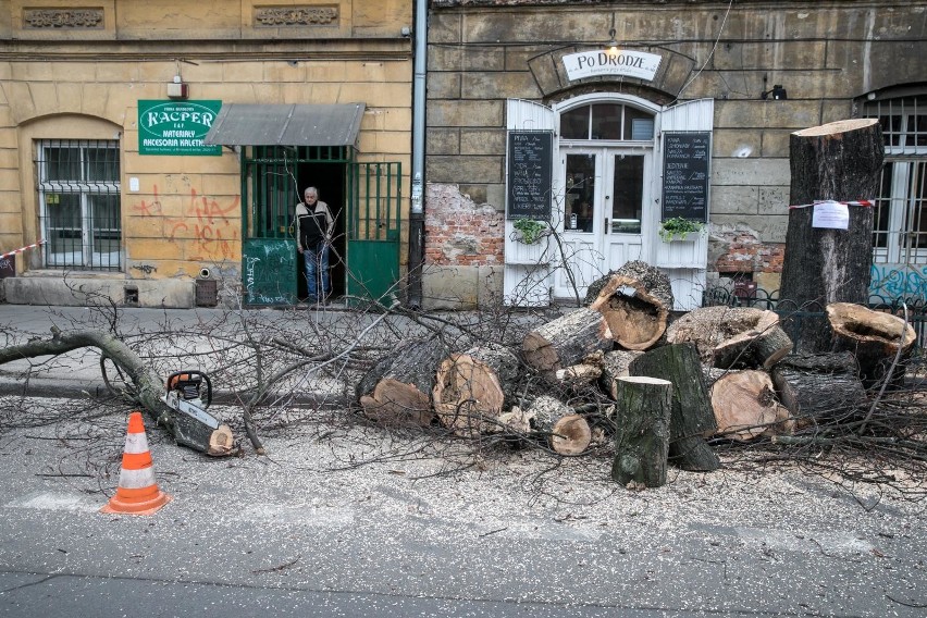 Kraków. Radni wnioskują o wprowadzenie systemu informowania mieszkańców o wycinkach drzew. Majchrowski: to zbyt skomplikowane