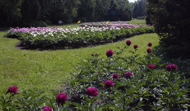 W tym sezonie złodziejom spodobały się peonie, których sporą część wycięli.