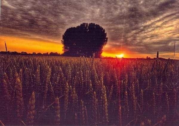 W Zespole Szkół Ponadgimnazjalnych nr 4 (popularny "Ekonomik") w Inowrocławiu odbyło się posiedzenie jury IX edycji Powiatowego Konkursu Fotograficznego "Malownicze Krajobrazy Powiatu Inowrocławskiego" pod patronatem starosty Tadeusza Majewskiego. Na konkurs wpłynęło blisko 300 zdjęć. Jury oceniło nadesłane prace, przyznając nagrody i wyróżnienia. Wernisaż prac laureatów zaplanowano pod koniec maja w sali ZSP nr 4. Oto wyniki.Kategoria Gimnazja: I nagroda  - Michał Kowalski  Szkoła Podstawowa nr 8 w Inowrocławiu II nagroda - Daria Kalińska Gimnazjum w Janikowie III nagroda - Karina Wawrzyniak - SP nr 8 w Inowrocławiu Wyróżnienia:  Wiktoria Łukomska - SP nr 1 w Inowrocławiu Wiktoria Zwierzykowska - SP w Dąbrowie Biskupiej Maria Hoffmann - Zespół Szkół Samorządowych nr 1 w Kruszwicy Natalia Łukowska - SP nr 1 w Gniewkowie Jakub Dragon - SP w Złotnikach Kujawskich Wyróżnienie za oryginalność: Magdalena Kłusek - SP nr 8 w Inowrocławiu Kategoria Szkoły Ponadgimnazjalne I nagrody nie przyznano II nagroda ex aequo -  Jakub Soboniak 2-3 Hufiec Pracy w Inowrocławiu i Gabriela Dreliszak - Zasadnicza Szkoła Rzemiosła w InowrocławiuIII nagroda - Patrycja Nojek- Zespół Szkół Ponadgimnazjalnych w KruszwicyWyróżnienia: Filip Pawlak - Zasadnicza Szkoła Rzemiosła w Inowrocławiu, Weronika Romianowska - ZSP nr 4 w Inowrocławiu, Sławomir Doliński - ZSP nr 5 w Inowrocławiu, Natalia Paszek - ZSP nr 2 w Inowrocławiu, Szymon Klimko - ZSP w Kościelcu, Nagroda dyrektora ZSP nr 4 w Inowrocławiu Artura Nalewajskiego:Dominika Szustka - ZSP nr 4 w InowrocławiuPaulina Wojtkowiak - ZSP nr 4 w Inowrocławiu- Wachlarz prac ukazuje krajobraz powiatu  w różnych porach roku z bogatą paletą barw. Jesienne motywy określa koloryt w odcieniach brązu, czerwieni i żółci. Zimowe pejzaże to odcienie bieli, niebieskiego, fioletu i szarości. Wiosna na fotografiach jest ukazana w jasnych zieleniach, błękitach, różach i bielach ukwieconych drzew. Młodzi artyści poszukując ciekawych motywów stosują zasady perspektywy żabiej i perspektywy z lotu ptaka. Korzystają także z tzw. złotych godzin (przy wschodzie i zachodzie słońca) wzbogacając piękno laserunkowym światłem odcieniami żółtego i pomarańczowego koloru. Na zdjęciach można zobaczyć zdjęcia ukazujące pola pokryte zbożami, architekturę, panoramą miejscowości czy też jezioro z lustrzanym odbiciem. Piękno tych prac zachęca do spacerów i wycieczek rowerowych po powiecie inowrocławskich - mówi   Roman Kaczmarek, członek Związku Polskich Artystów Plastyków, nauczyciel ZSP nr 4 w Inowrocławiu. 