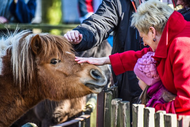 Koniec ze skalą mikro w Myślęcinku! Następny krok to spotkanie oko w oko z lwami...