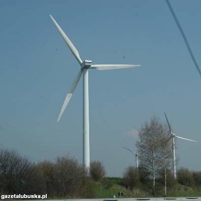 Niektórzy mieszkańcy obawiają się, że budowa elektrowni wiatrowej koło Kożuchowa nie będzie obojętna dla środowiska.