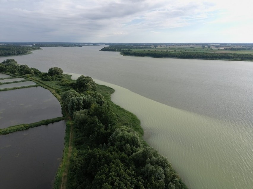 Skąd ta plama na jeziorze Gopło? WOPR czeka na wyniki...