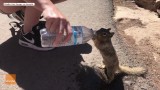 Ta urocza wiewiórka potrafi pić wodę z butelki. Naprawdę! [WIDEO]