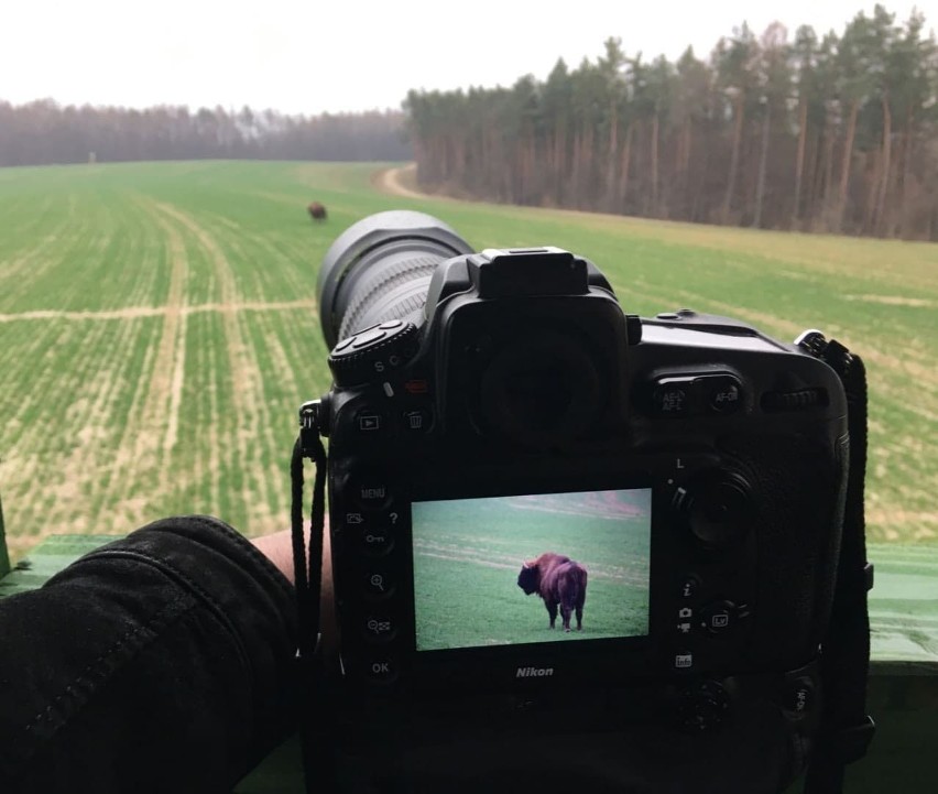 Żubr w okolicach Średniej, którego sfotografował Maciej Sus...