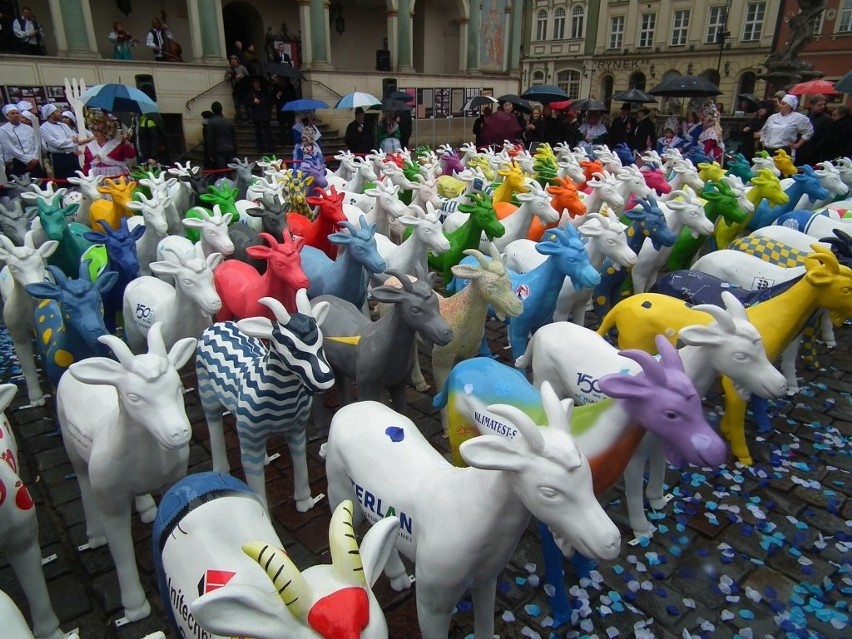 Poznań: 150 koziołków przed ratuszem na 150 urodziny...