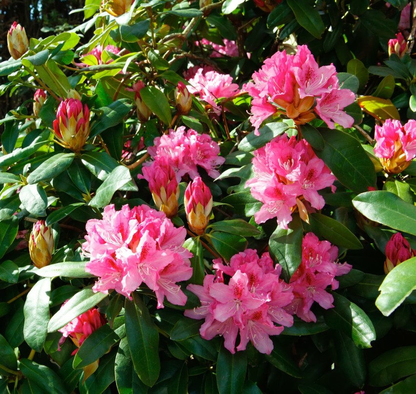 Rododendrony nadają się do obsadzeń miejsc od północnej i...