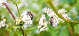 Posadź rośliny miododajne i stwórz piękny ogród pożyteczny dla pszczół! Zobacz najładniejsze miododajne kwiaty, które są łatwe w uprawie