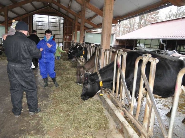 W Juchowie hoduje się także krowy.