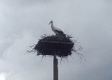 Bocianie gniazda pod ochroną. Ale nie jesienią i zimą