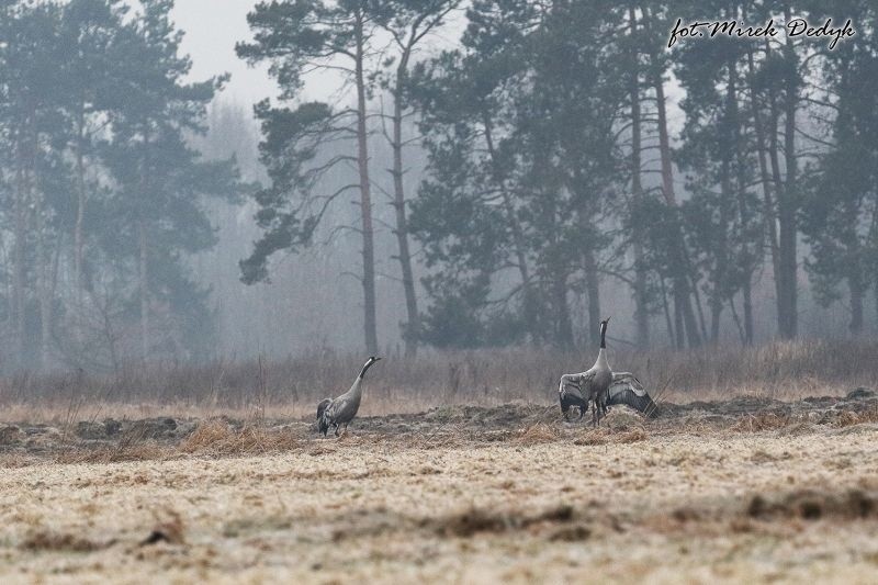 Oleski fotografik Mirosław Dedyk uchwycił w obiektywie...