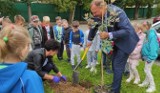 Ryglice. Uprzątnęli szkoły i przedszkola ze zbędnej makulatury. W rewanżu otrzymali sadzonki dębów