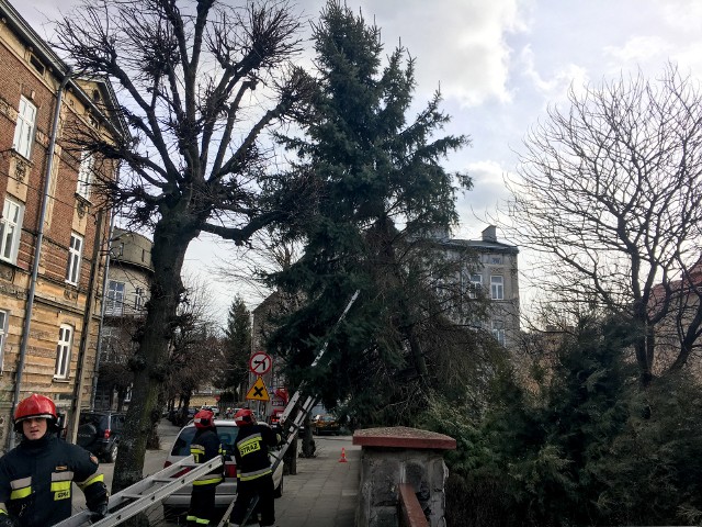 Silne podmuchy wiatru uszkodziły w piątek korzenie drzewa na terenie przedszkola przy ul. Barskiej w Przemyślu. Istniało realne zagrożenie bezpieczeństwa mieszkańców i mienia. Wezwano straż pożarną. Strażacy ścięli drzewo.